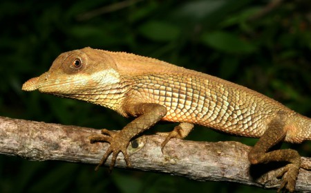 Leaf-nosed Lizard Ceratophora tennentii (female) Sri Lanka